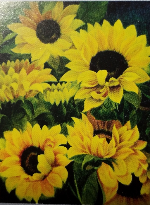 Sun Flower
